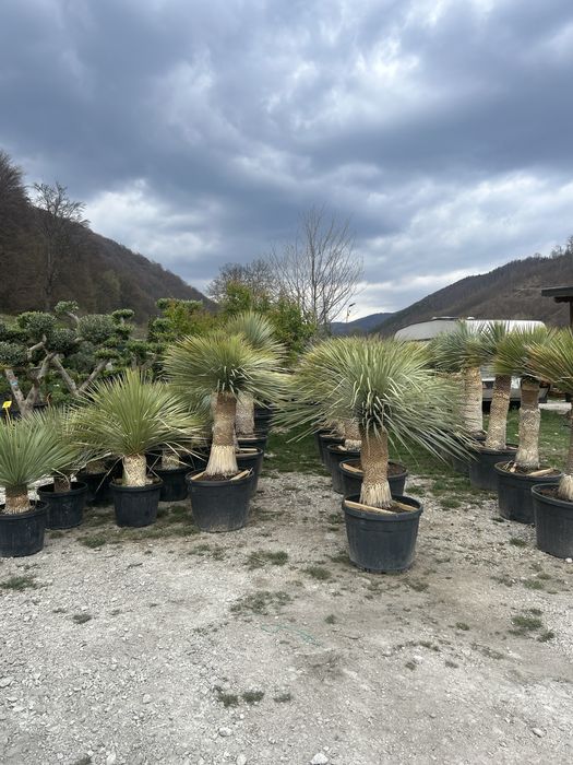Plante ornamentale de vanzare