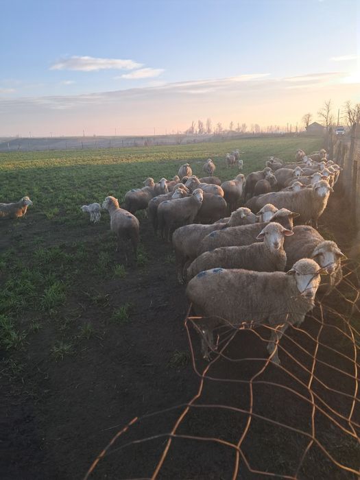 Vând oi Ulmu Braila