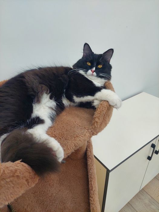 Котенок  кастрированный Феликс
