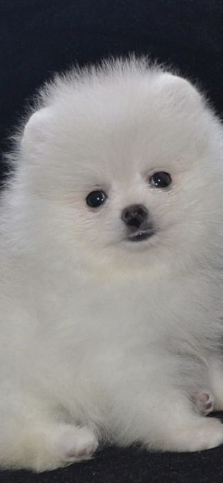 Продам щенков шпиц померанский