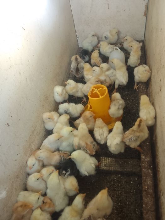 Цыплята десять дней.