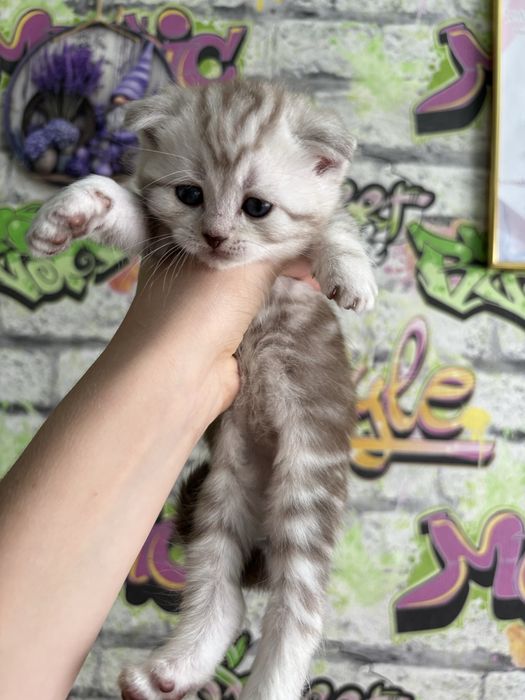 продам котят породы Скоттиш фолд