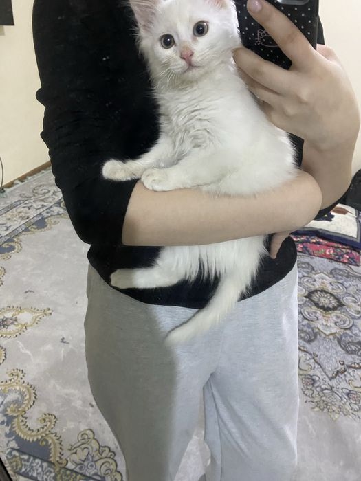 Turk angora mushugi sotiladi