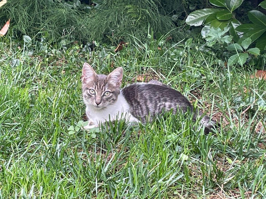 Котенца на около 4 месеца