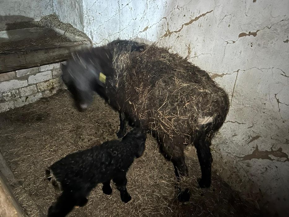 Қозылы Қойлар Сатылады