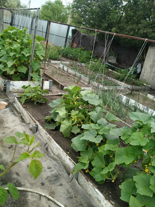 Продам дачу Новопавловка