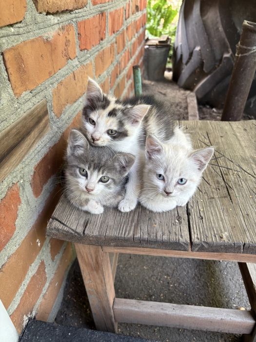 милые котята ищут дом