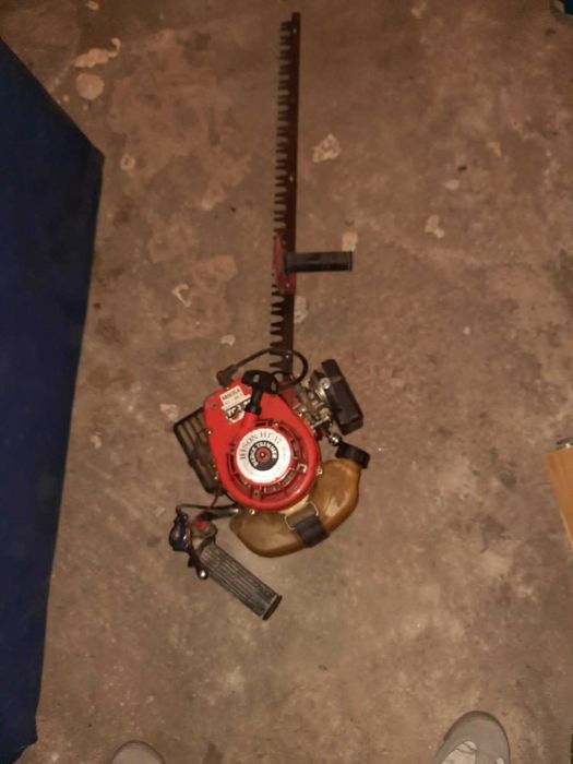 Vand Drujba Japoneza gard viu 250Lei