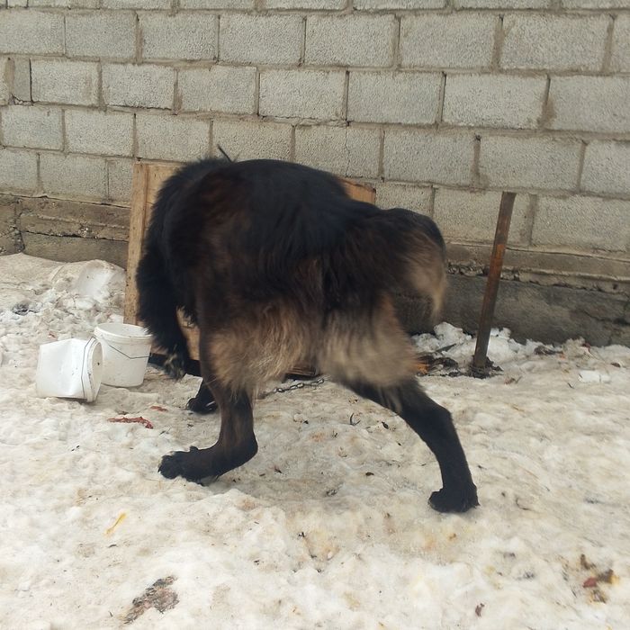 Продам алабай годавалый