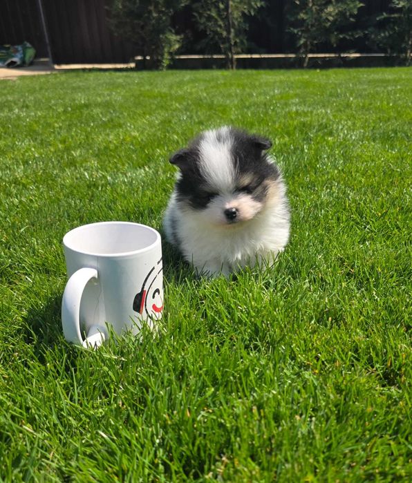 Oferta de pui Pomeranian