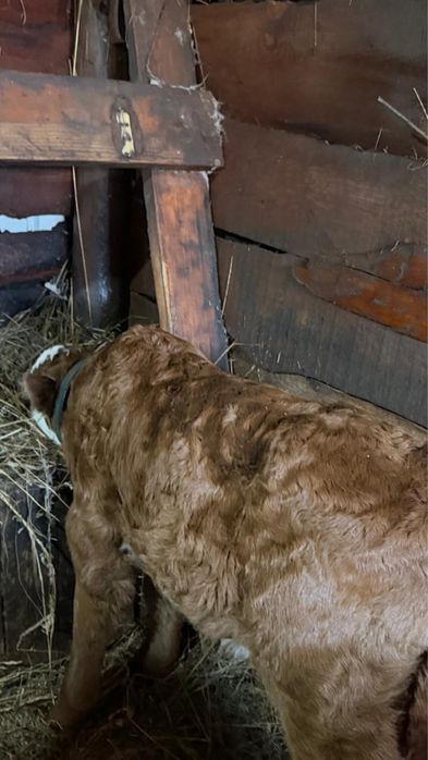 Продам телят ,бычки