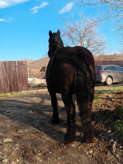 Iapa de Ungaria ștanțata sau schimb cu oi sau miele BREZE