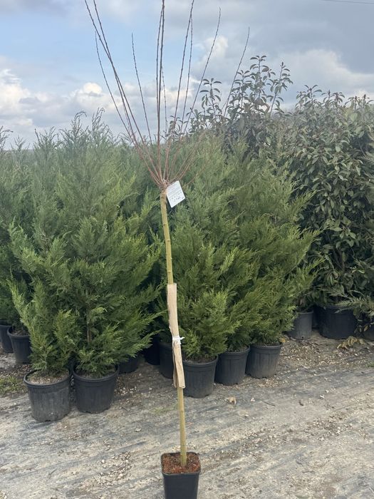 Пъстролистна японска върба salix hakuro nishiki