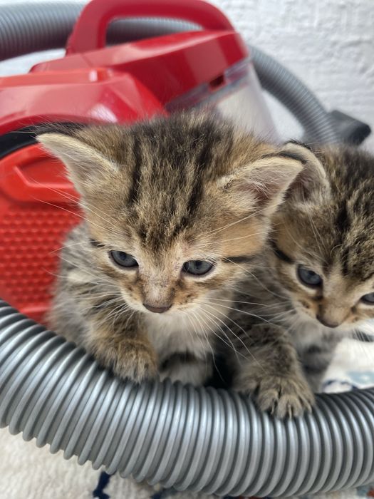 Отдам в добрые руки 2 девочки