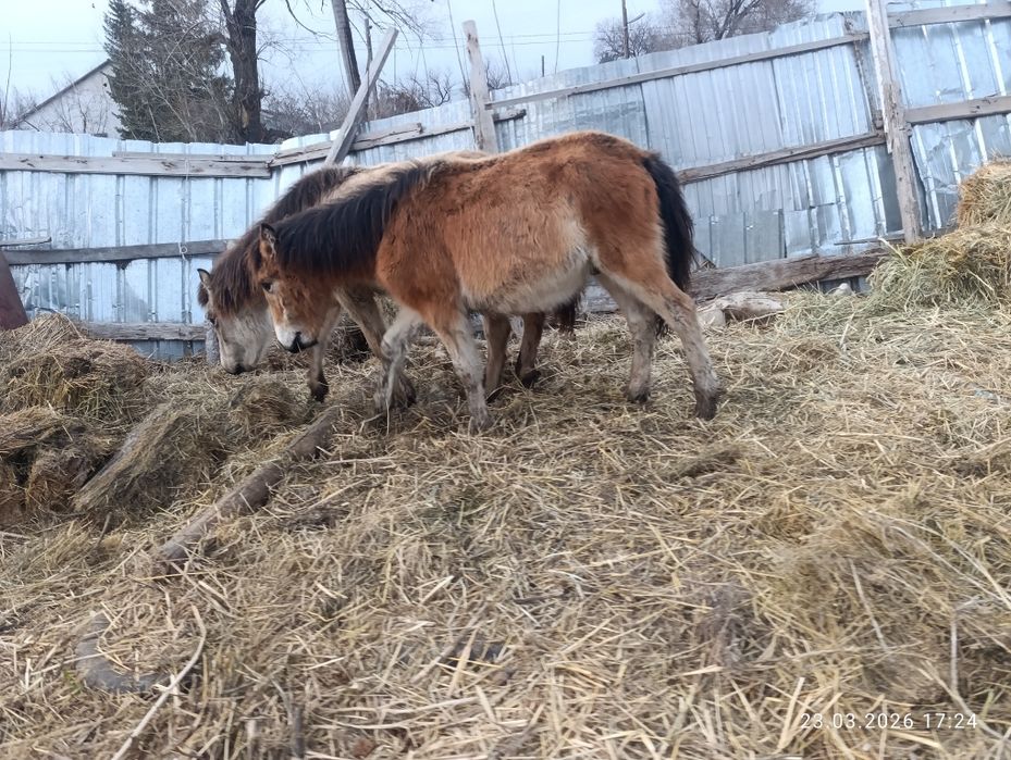 Продам хороших тайчиков