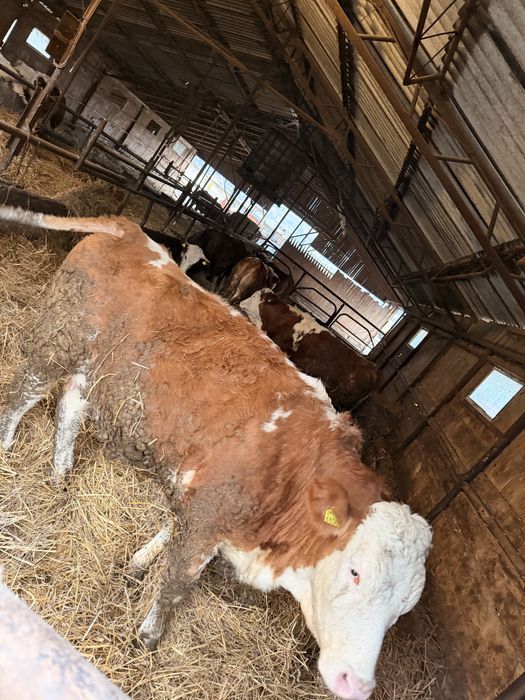 Juninci Gestante Baltata Romaneasca