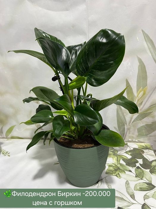 Драцена, филадендрон и др растения