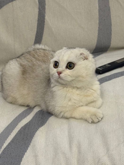 Продаётся кошка – британская шиншилла