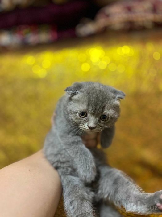 Чисто кровные котята