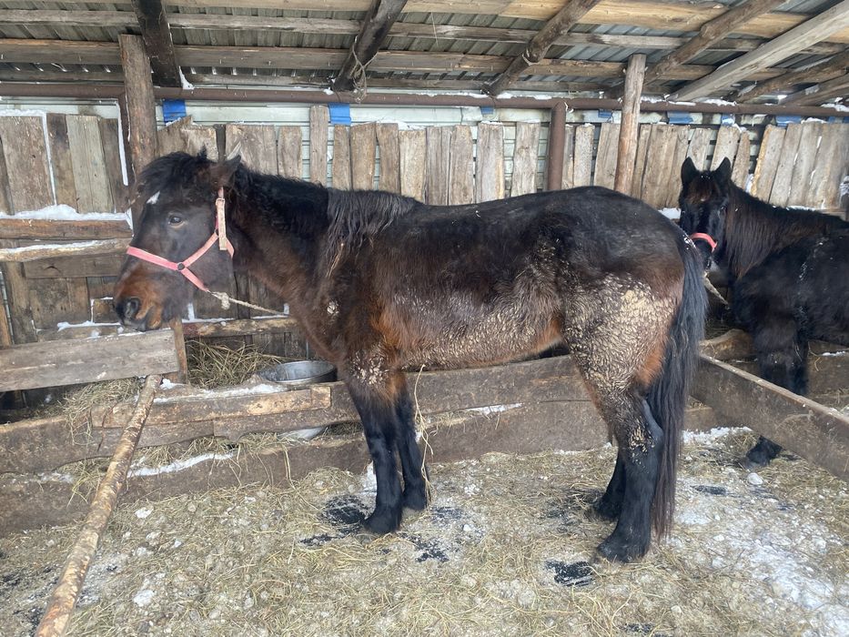 Продам кабылу с откорма