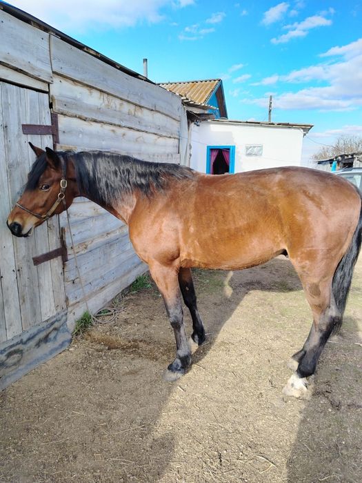 Продам жеребец 4 года.