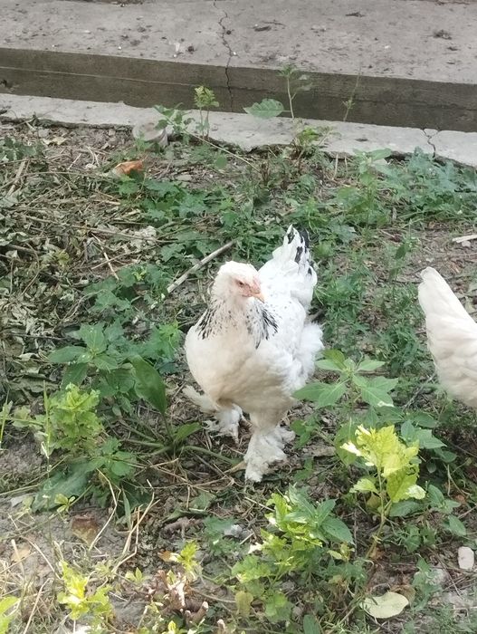 Продам молодую семью брам !