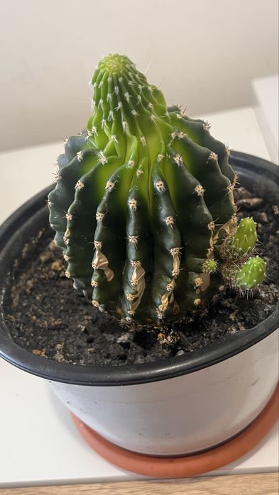 Cactuși și plante suculente de vânzare – în ghiveci