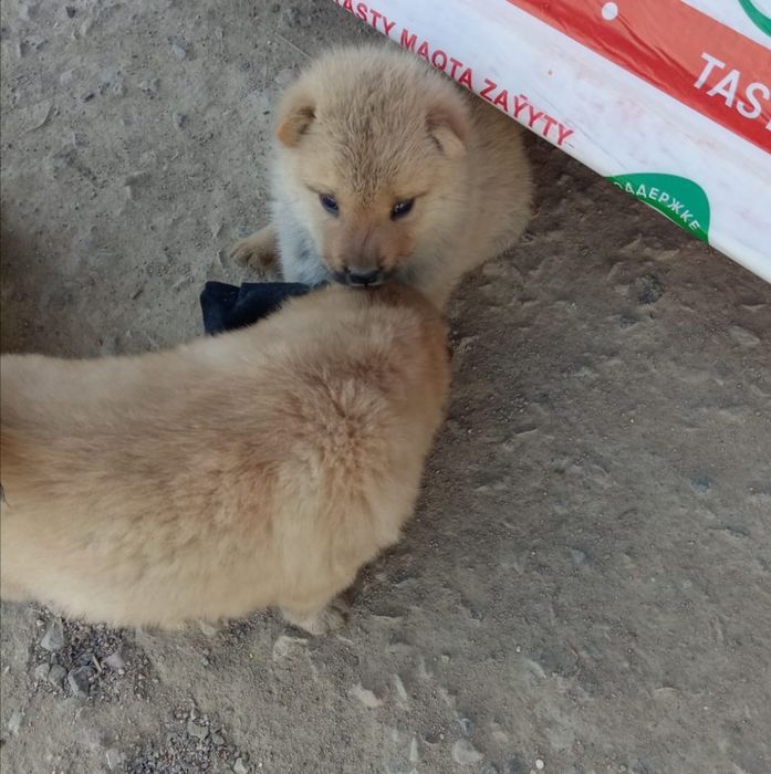продам щенки Чау чау
