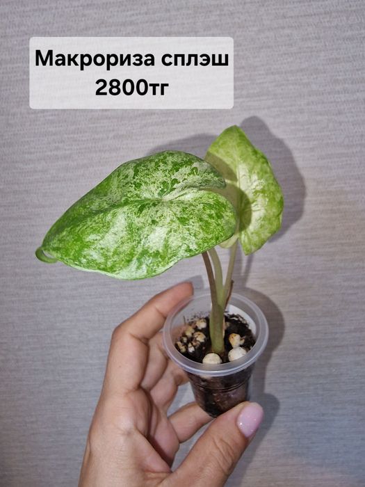 Продам комнатные растения