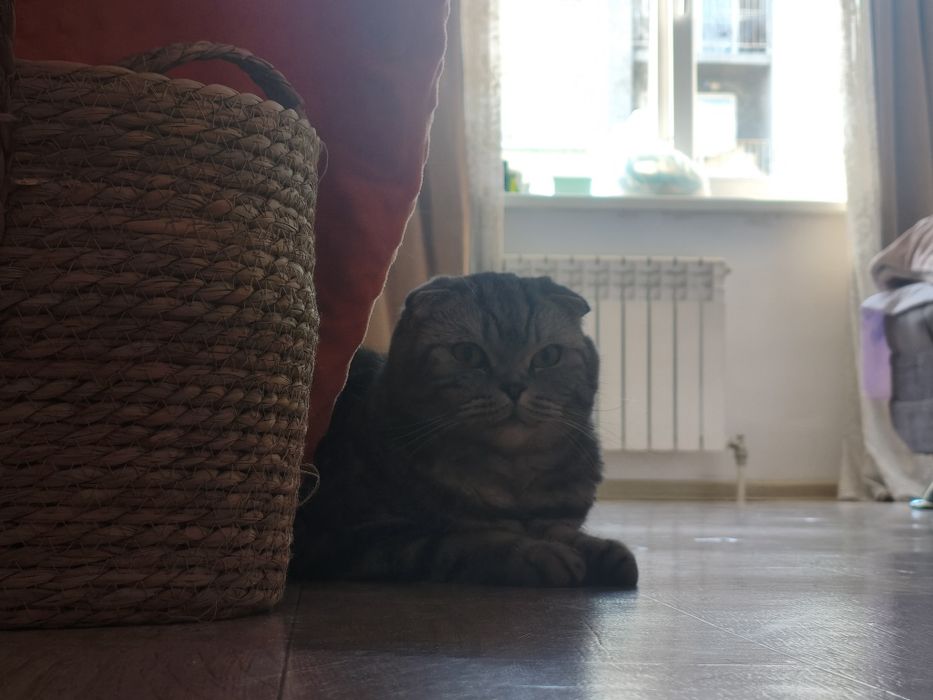 Шатланская Вислоухая,3 года девочка