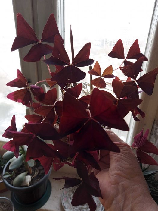 сансивьера Муншайн