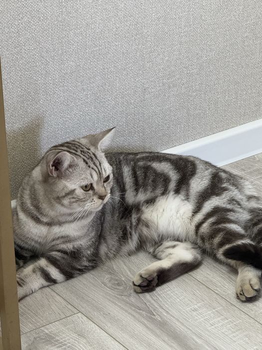 Британский прямоухий котик