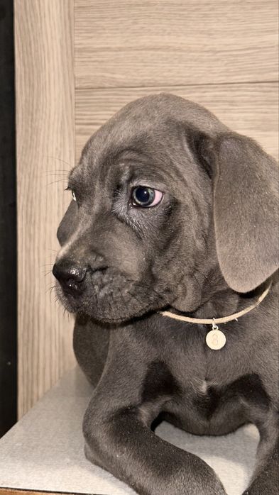 Щенок кане корсо