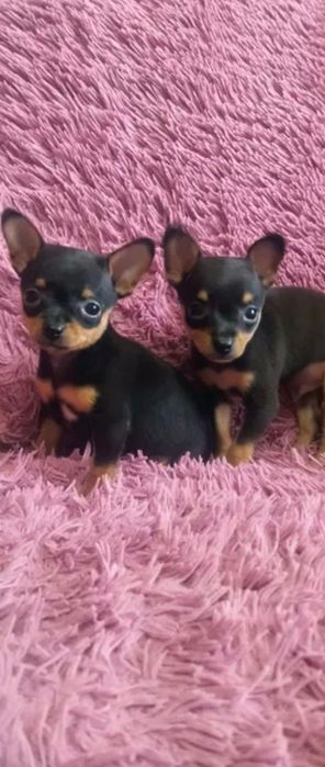 Щеночки той терьер