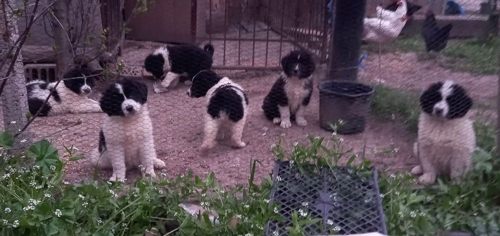 Продавам каракачанки