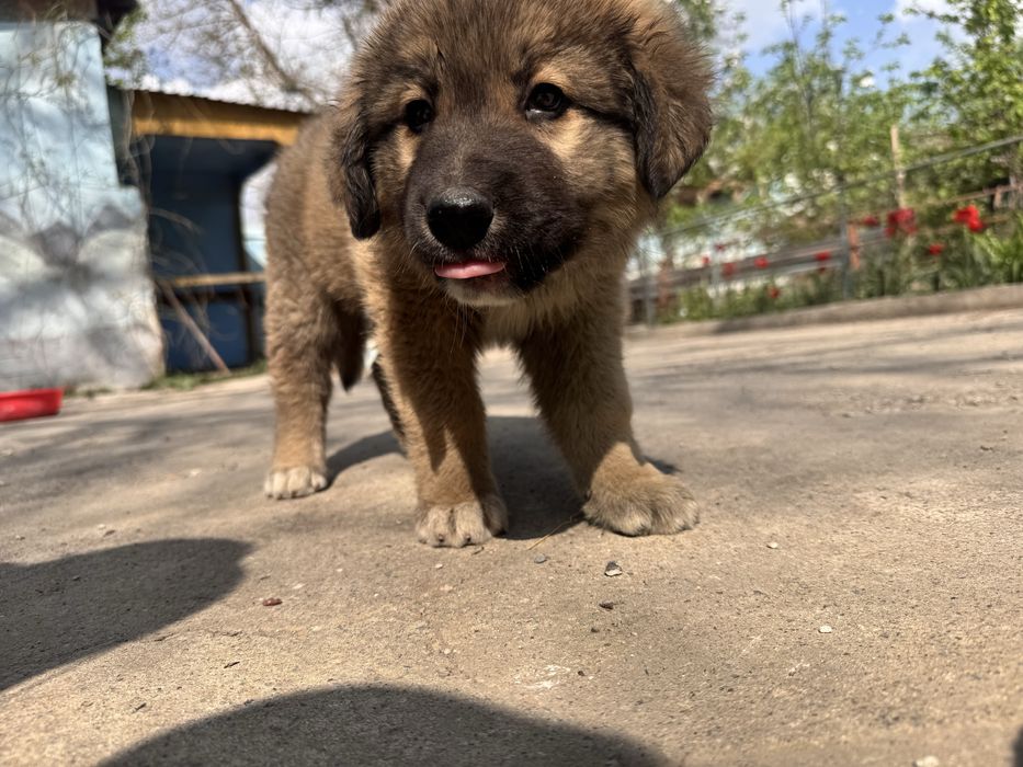 Отдам щенком в добрые руки