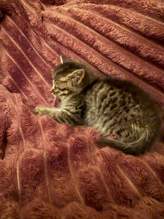 Отдам котёнка (мальчик) в добрые руки