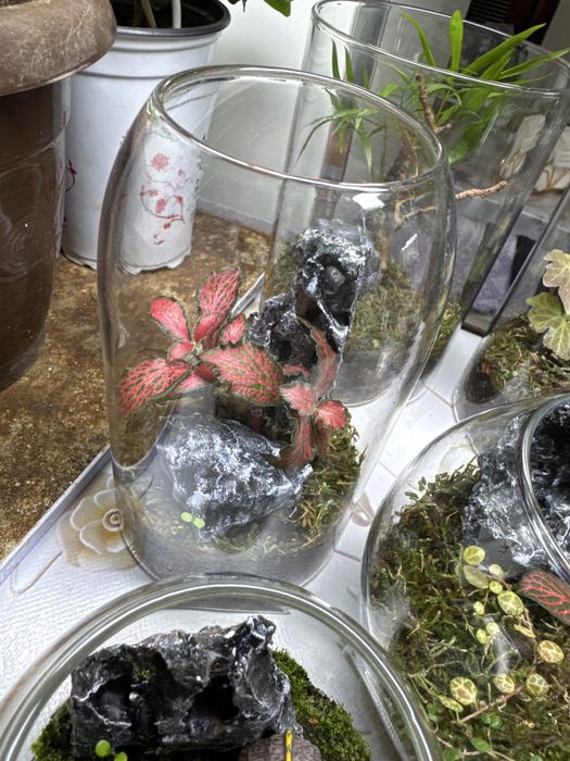 Продам закрытые  и открытые флорариумы