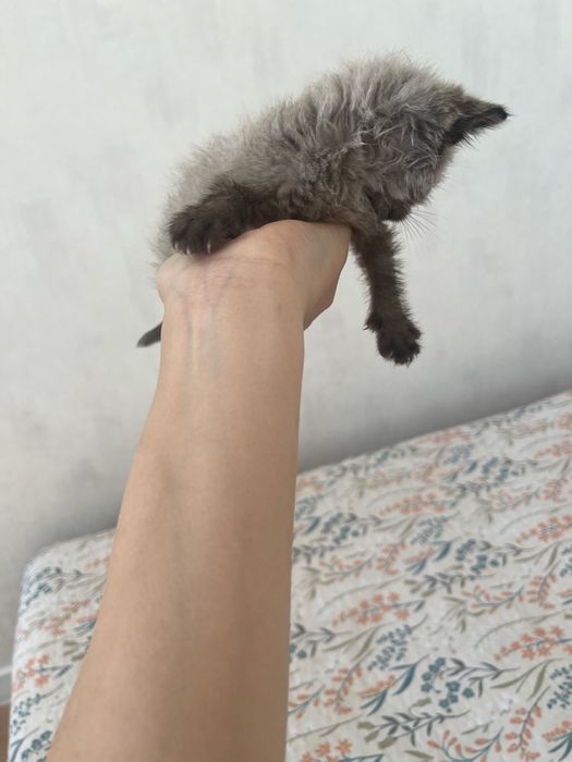 Котенок в добрые руки бесплатно