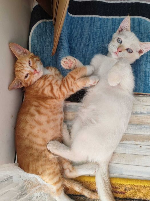 Отдам котят в добрые руки