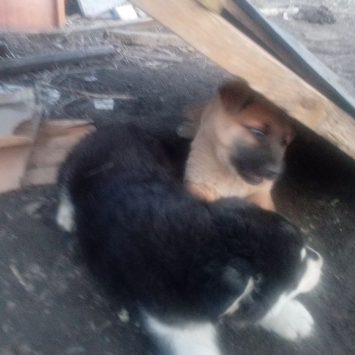 отдам щенков в хорошие руки