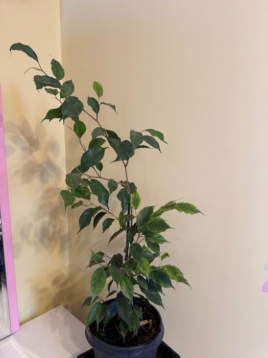 Фикус бенджамина