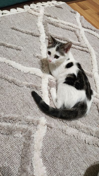 Котенок(девочка)