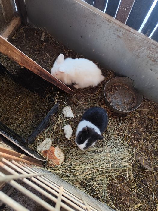 Vînd iepurași pitici.