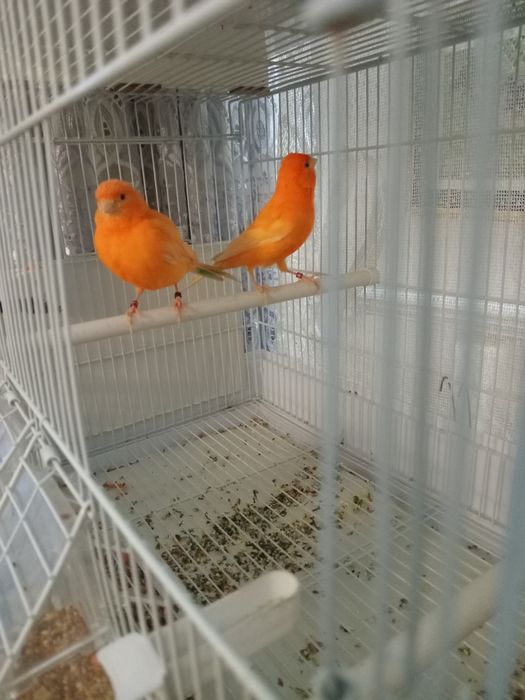 Красные канарейки.