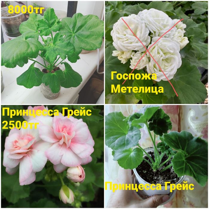 Пеларгония.  Караганда.  Город.