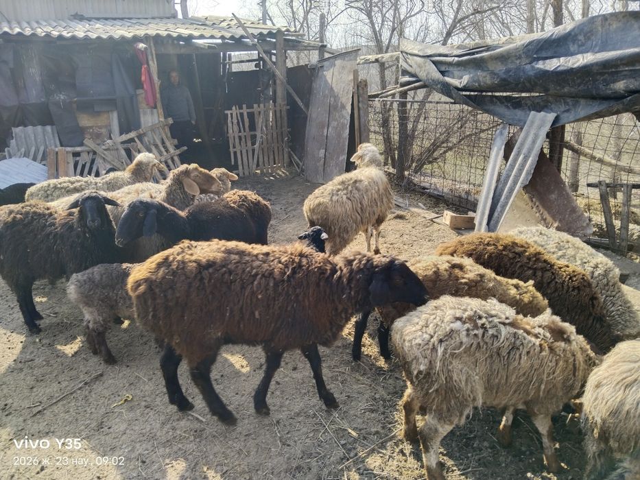 қойлар мен тай сатылады