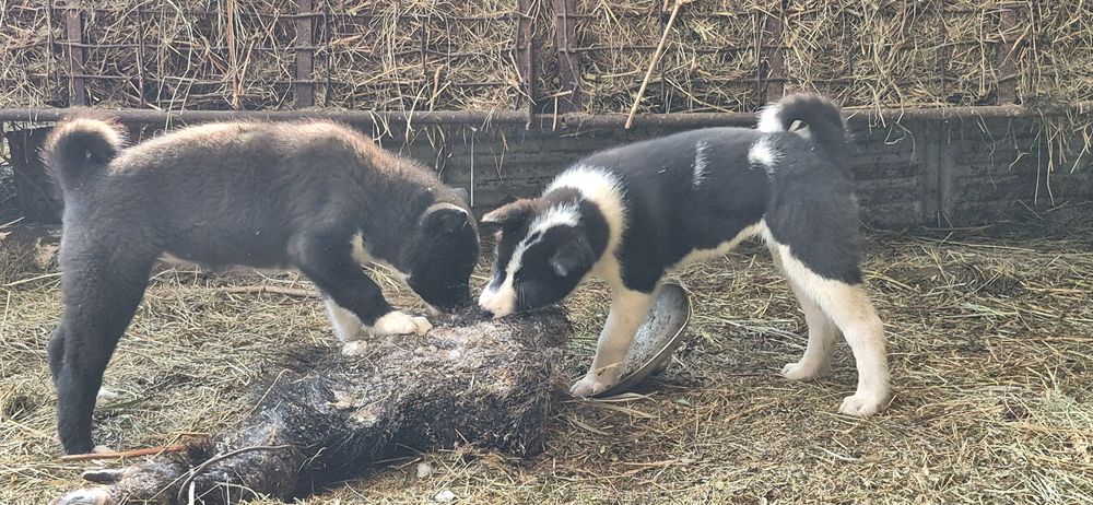 Щенки русско-европейской лайки