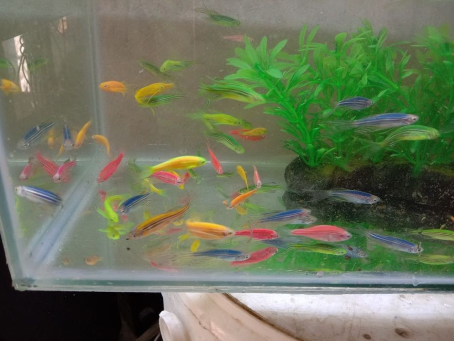 Продаю Данио Глофиш