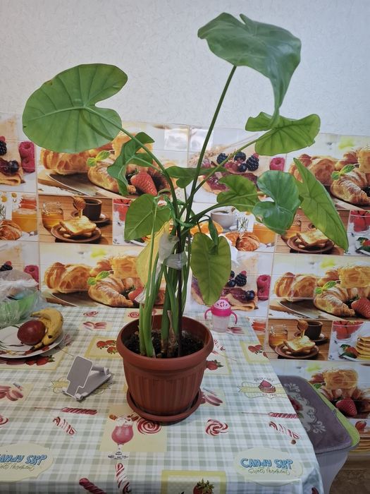 Продам   цветок  .